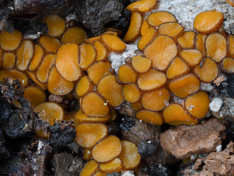 Anthracobia macrocystis